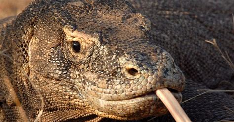 Randy Komodo Dragon Tears Apart Bbc Camera While Trying To Have Sex