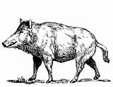 Sanglier Boar Coloriages sketch template