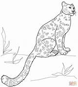 Leopard Coloring Snow Pages Baby Getcolorings sketch template