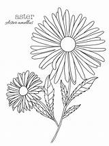 Aster Amellus sketch template
