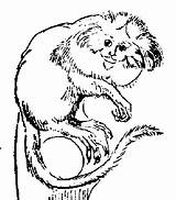 Marmoset Coloring Pages Animals sketch template