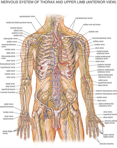 map  nerves  human body