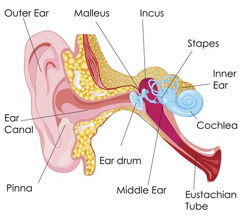 demystifying  ear canal  professional ear cleaning rk audiology