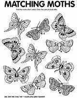 Moth Coloring Match Pages Crayola Moths Matching Print Color Crayon Colors Find Craft Au sketch template