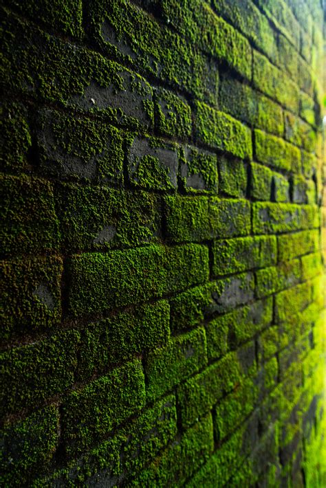 photography  bricks covered  moss  stock photo
