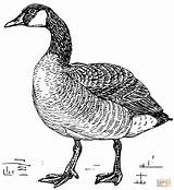 Goose Coloring Pages Printable Clipart Canada Geese Drawing Canadian Clip Svg Coloring4free Cliparts Bpng Duck Ducks Walking Line Easter Template sketch template