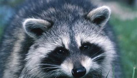 colors  raccoons animals momme