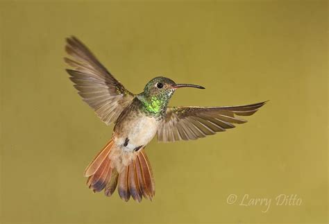 attract hummingbirds   garden mama