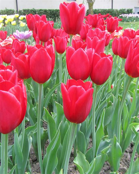 gambar sketsa bunga tulip berwarna merah imagesee