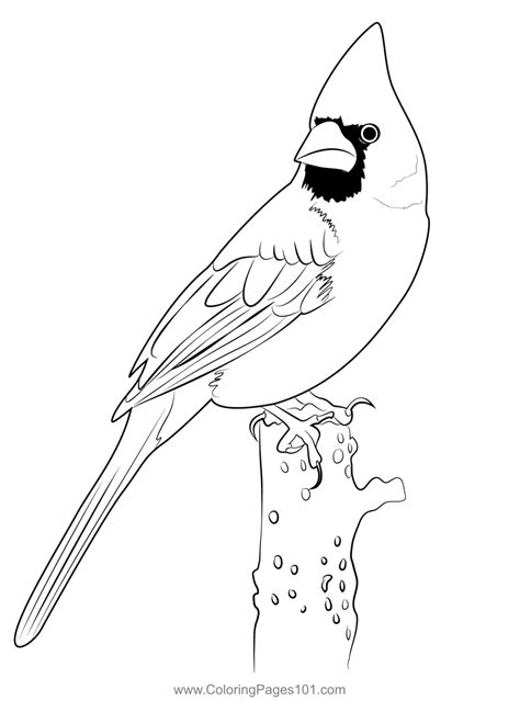 cardinal  coloring page  kids  sparrows printable coloring