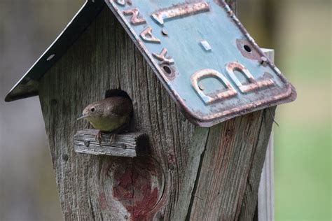 choose   birdhouses  attract  birds birds  blooms