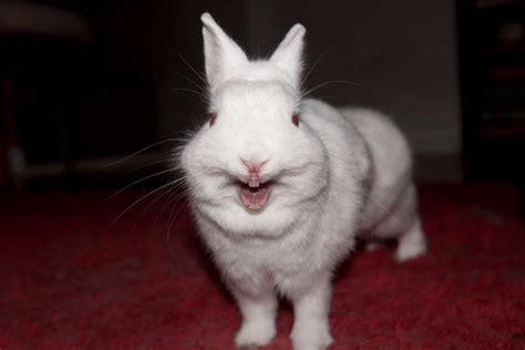 rabbit teeth google search funny smile animals house rabbit