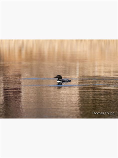 common loon   poster  thomasyoung redbubble