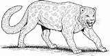 Leopard Coloring Pages Animals Pacing sketch template