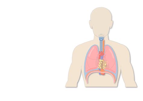 Trachea Or Windpipe Location Anatomy And Physiology
