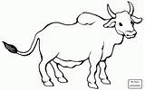 Coloring Bull Zebu Pages Angus Bulls Drawing Para Colorear Clipart Toro Super Dibujos Printable Color Inspired Cattle Birthday Dibujo Supercoloring sketch template