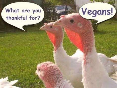 how to make a great vegan thanksgiving better after 50