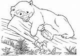 Colorear Oso Orso Ours Panda Colorare Osos Urs Dibujos Bear Disegni sketch template