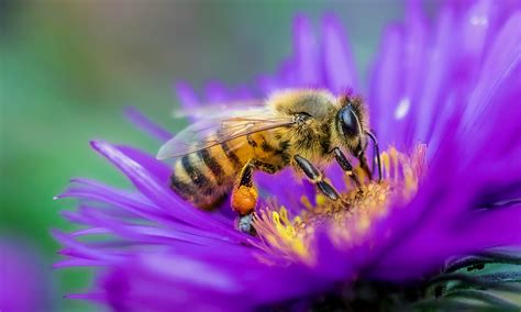 save  bees heapsgood