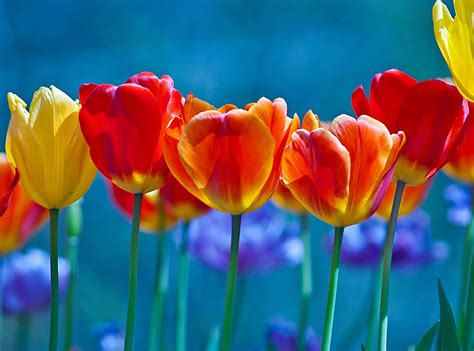 brightly colored tulips wallpaperhd flowers wallpapersk wallpapersimagesbackgroundsphotos