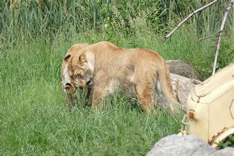 safari park beekse bergen geplaatst door ilja leeuwen tijger bergen