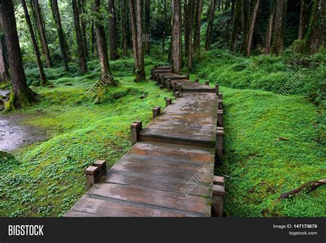 image result  alishan national scenic area taiwan forest scenic