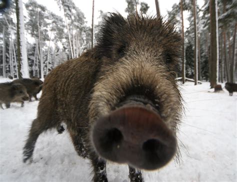 wild boar pack mounts road rage attack  eastern sweden eye