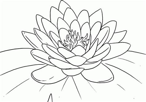 lotus flower coloring page coloring home