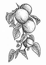 Coloring Apricots Large sketch template