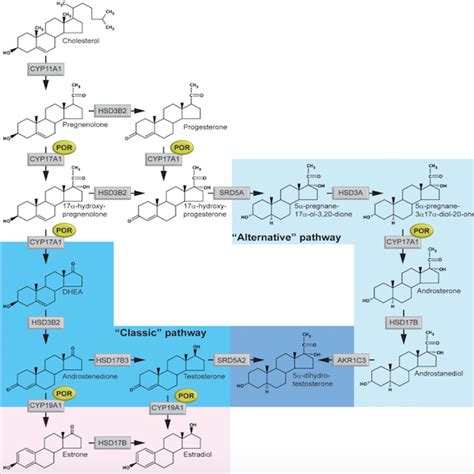 update on adrenal steroid hormone biosynthesis and clinical