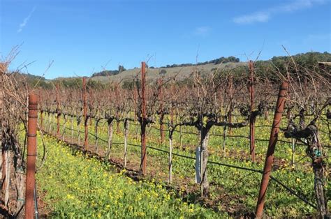 seasons   vineyard winter pruning   wine road