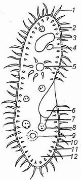 Paramecium Protista Biologycorner Reino Answer Teaching Theblog sketch template