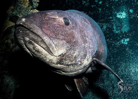 Want To Name The Giant Sea Bass At S F ’s Aquarium Of The Bay Buy An Nft