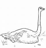 Ostrich Nesting Avestruz sketch template