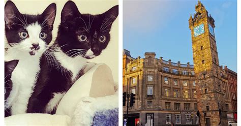 booking  glasgows  cat cafe  open   glasgow