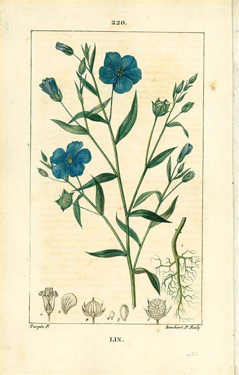 antique flax print plant natural history botanical botany etsy