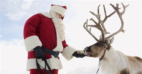 Days Out Where Can You See Reindeer In The Uk For Christmas Mirror