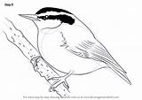 Nuthatch Breasted Red Draw Drawing Step Coloring Bird Birds Sketch Improvements Necessary Finally Finish Make Template Tutorials Drawingtutorials101 sketch template