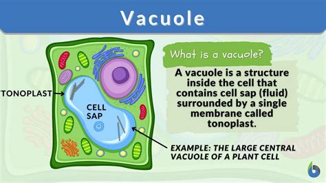 vacuole definition  examples biology  dictionary