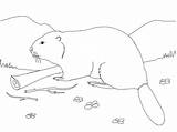 Biber Castor Beaver Ausmalbild Eurasischer Ausmalbilder Eurasian Kategorien sketch template