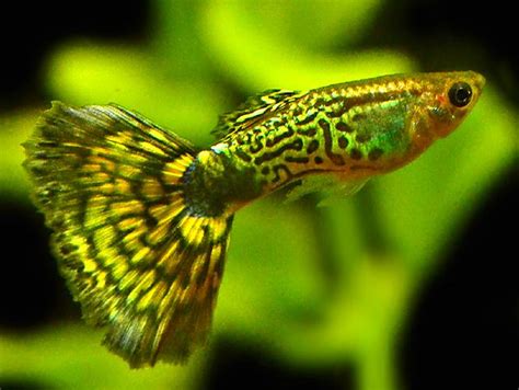 stunning  amazing freshwater guppies exotic freshwater