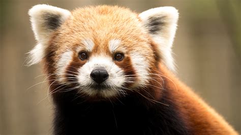 tierwelt  der rote panda