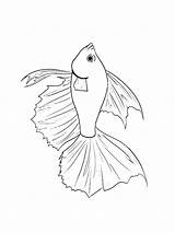 Fish Betta Coloring Pages Color Getcolorings Printable Getdrawings Colouring sketch template