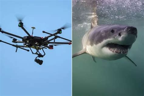 shark detecting drones  patrol australian beaches  warn swimmers   attacks