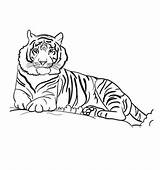 Tiger Coloring Sumatran Scribblefun Madagascar Vitaly sketch template