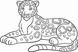 Jaguar Coloring Pages Color Printable Drawing Baby Animal Crafts Use Getdrawings Getcolorings Print sketch template