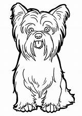 Yorkshire Terrier Tzu Shih Yorkie Puppy Cachorro Ausmalbilder Dessin Apso Lhasa Colorier Sentado Chiens Galet Coloriage sketch template