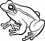 Frog Frogs Toad Amphibian Pinclipart Pikpng Clipartmag Creazilla Clipground Pluspng Frogclipart sketch template