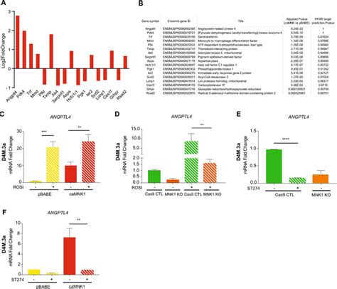 mnk1 mediated increase in angptl4 through ppar activation a