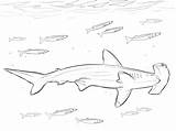 Shark Hammerhead Martello Squalo Stampare Fishes Pesce Hammerhai Kolorowanki Disegnidacolorare sketch template
